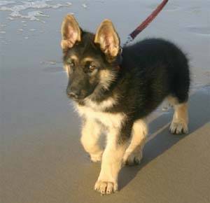 Roxy - Berger Allemand (5 ans)