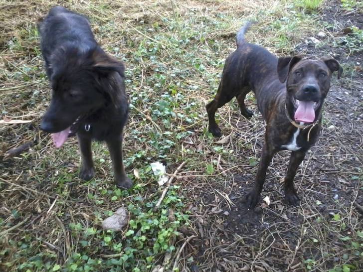Dino et alpha - Berger Allemand Mâle (10 mois)