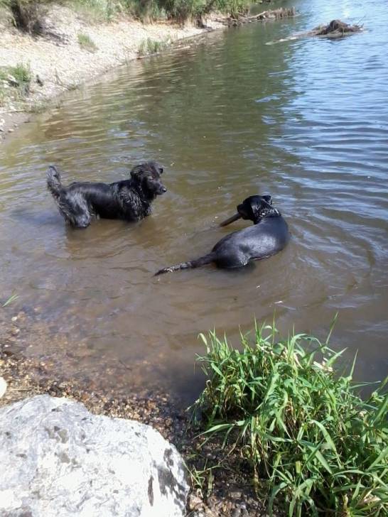 Dino et princesse - Berger Allemand Mâle (10 mois)