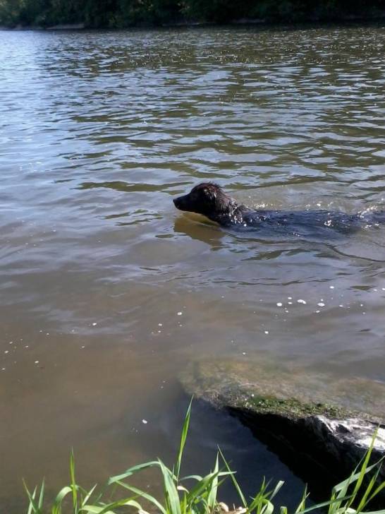 Dino - Berger Allemand Mâle (10 mois)