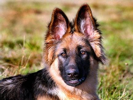 sultan - Berger Allemand Mâle (5 mois)