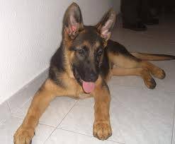lina - Berger Allemand (5 mois)