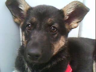 misha - Berger Allemand (1 an)