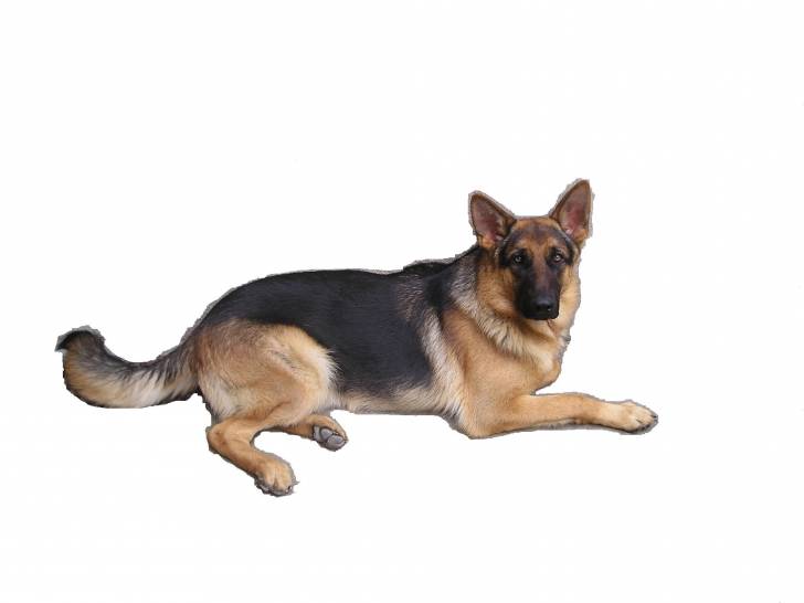 Blacky - Berger Allemand Mâle (3 ans)