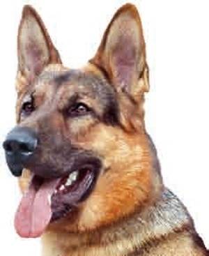 galya - Berger Allemand