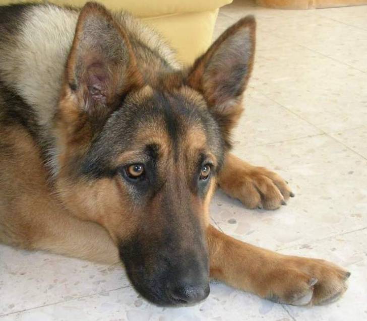 galya - Berger Allemand