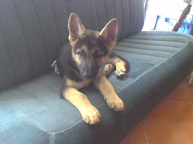 Layla - Berger Allemand (2 mois)