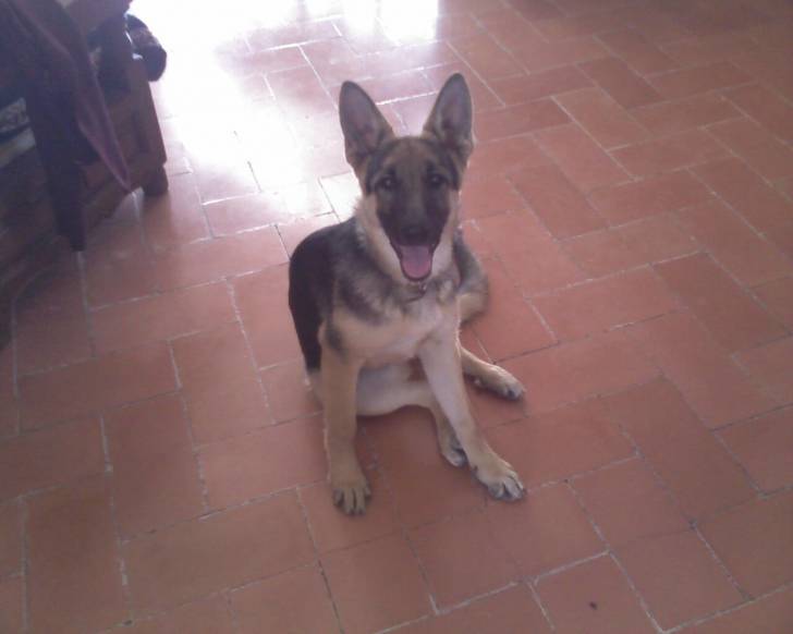Layla - Berger Allemand (5 mois)