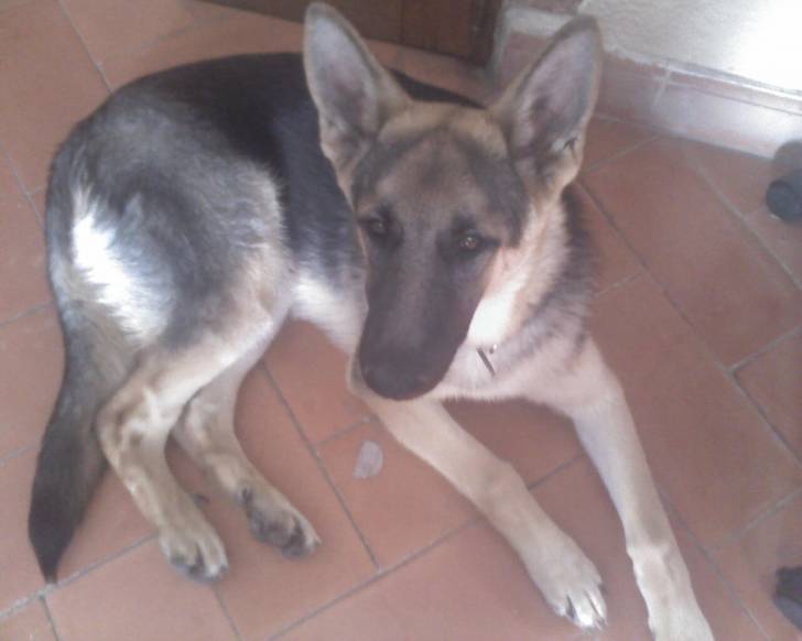 Layla - Berger Allemand (2 ans)