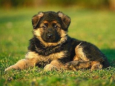 elvis - Berger Allemand Mâle (2 mois)