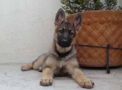 elvis de grande - Berger Allemand Mâle (2 ans)