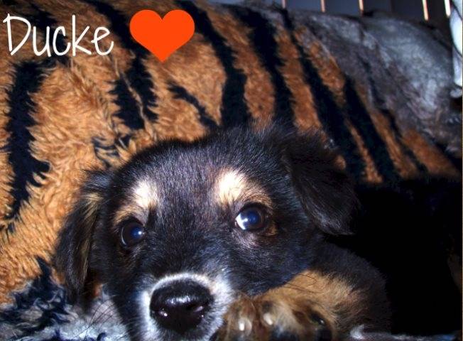 Ducke - Berger Allemand Mâle (3 mois)