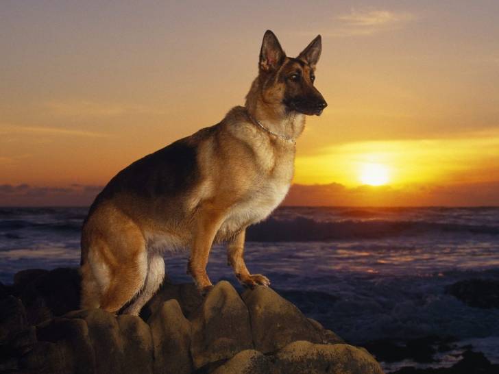 Schäferhund *.* - Berger Allemand Mâle (8 ans)
