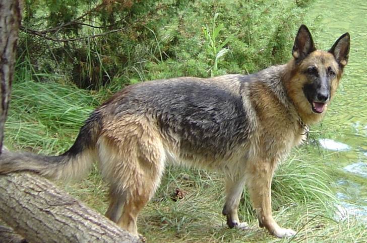 tina - Berger Allemand (9 ans)