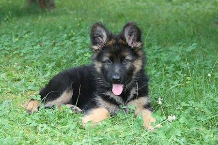 pepe - Berger Allemand (3 mois)