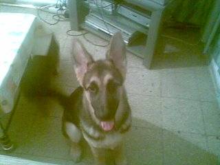 Luna - Berger Allemand (6 mois)