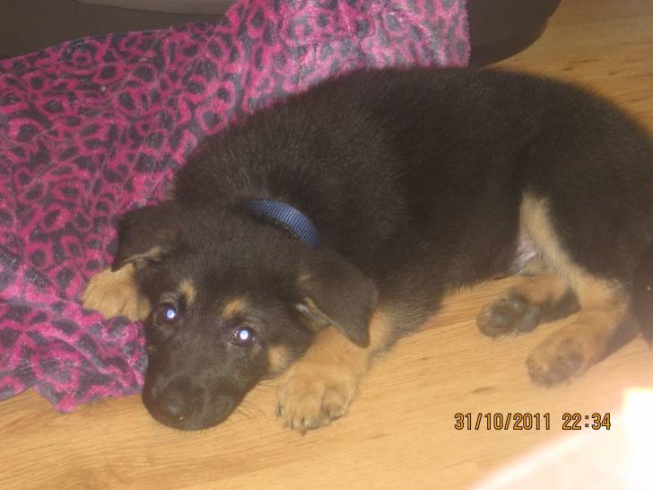 Buster - Berger Allemand Mâle (11 mois)