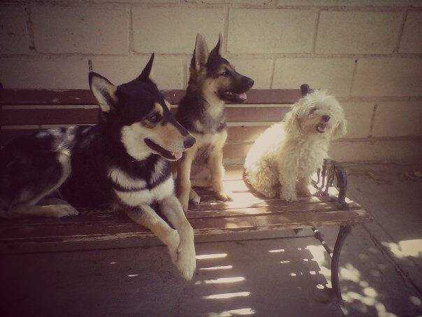 Chiquis, suzuki y princesa - Berger Allemand (3 ans)