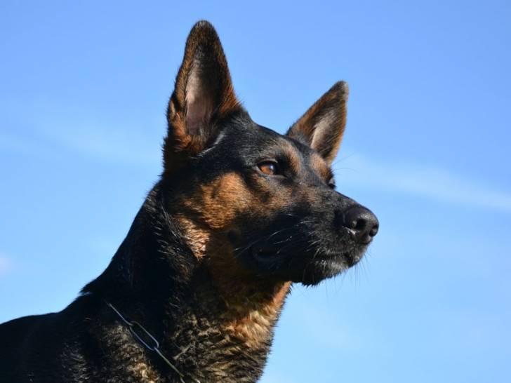 Lucky - Berger Allemand Mâle (4 ans)