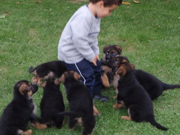 chimy demon avalange alice demonJr kevin - Berger Allemand Mâle (1 mois)