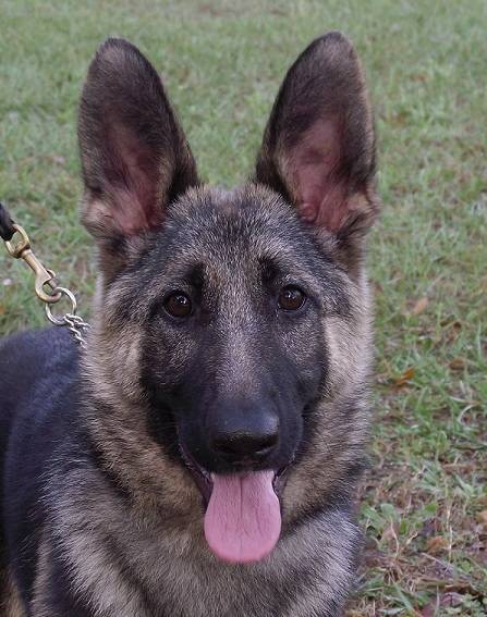 Lettie - Berger Allemand (10 mois)