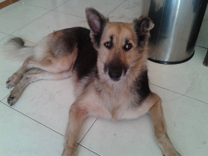 Layza - Berger Allemand (10 ans)