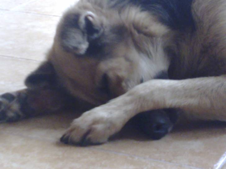 Layza - Berger Allemand (10 ans)