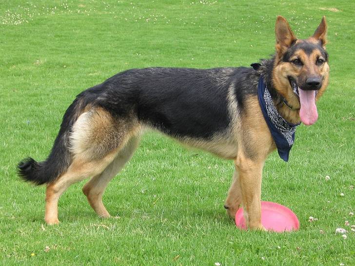 buzz - Berger Allemand Mâle (3 ans)