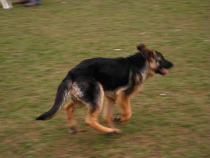 Ebene - Berger Allemand (3 ans)