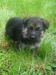 nigua - Berger Allemand Mâle (3 mois)