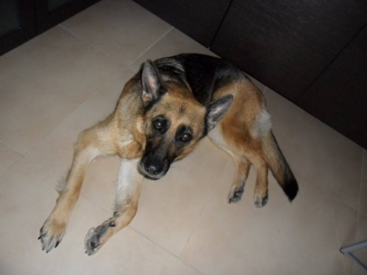 Benny - Berger Allemand (6 ans)