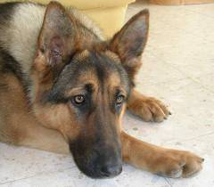 loulou - Berger Allemand (5 mois)