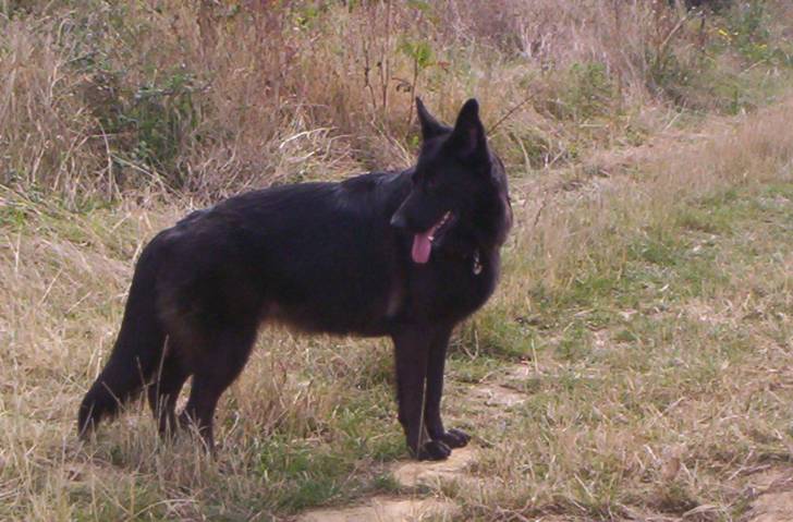 victoire - Berger Allemand (5 ans)