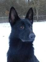 Fraya - Berger Allemand (2 ans)