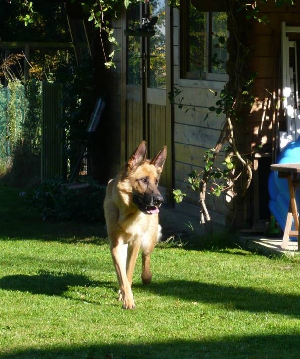 Volga - Berger Allemand (5 ans)