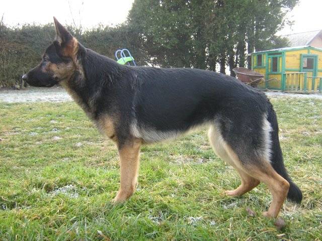 Rex - Berger Allemand Mâle (5 ans)