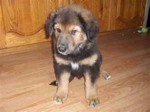 my pup - Berger Allemand Mâle (1 mois)