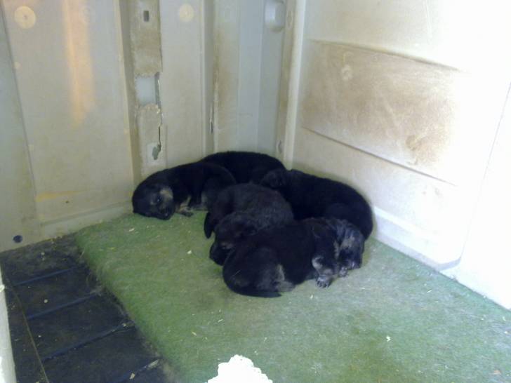 laika - Berger Allemand (1 mois)