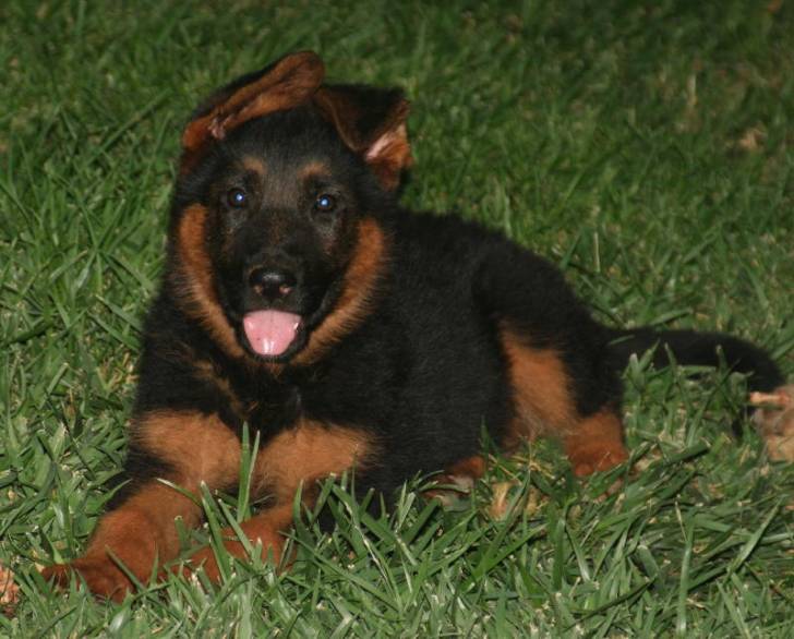 Her name is Princess - Berger Allemand (6 mois)