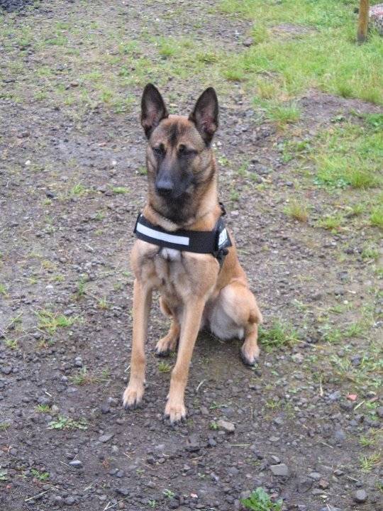 Pépétte - Berger Allemand (5 ans)