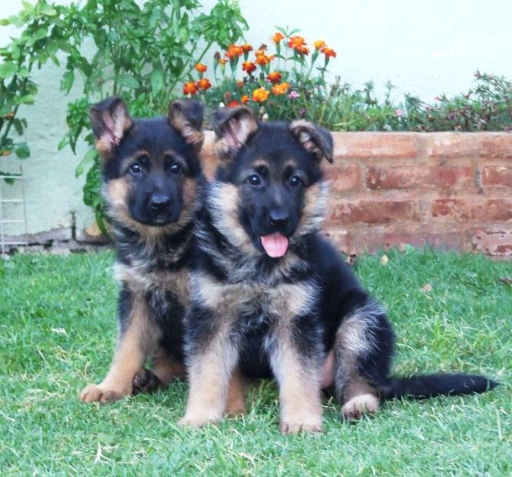 Serena y Sahira - Berger Allemand (1 mois)