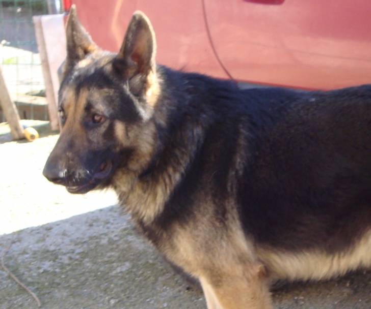 Ray - Berger Allemand Mâle (6 ans)