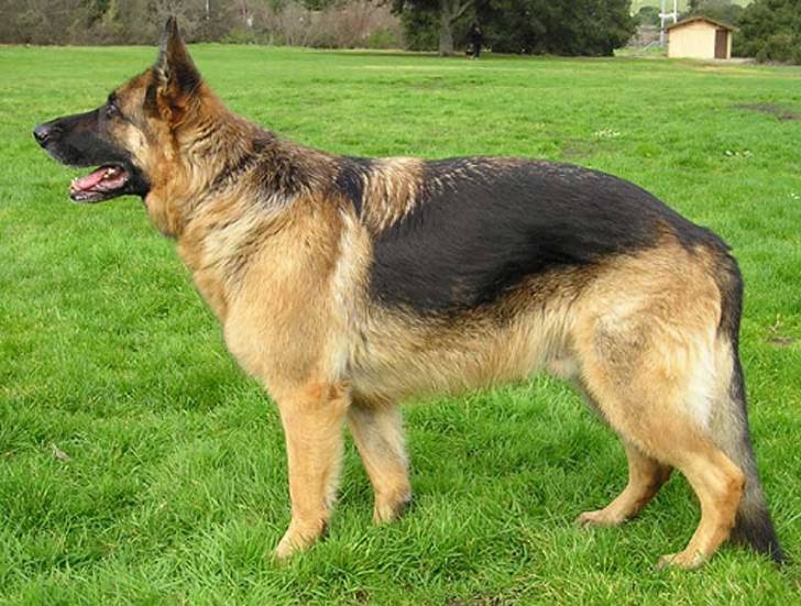 Darla - Berger Allemand (1 an)