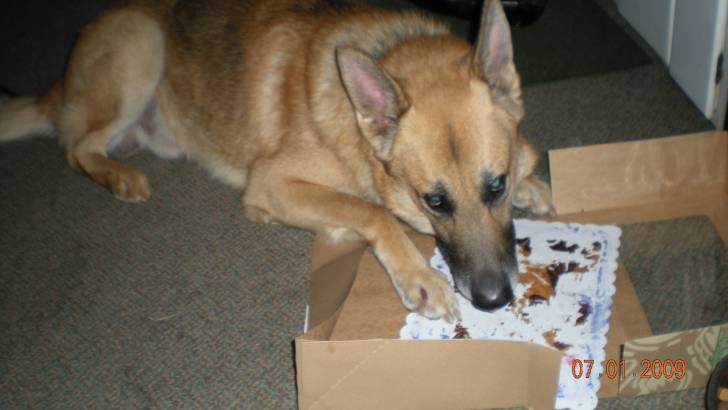 Rex - Berger Allemand Mâle (6 ans)