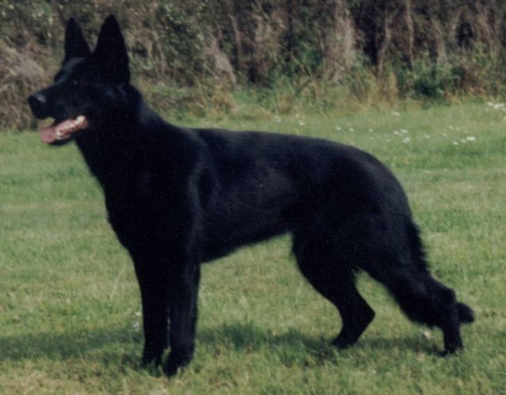 Buster - Berger Allemand Mâle (3 ans)