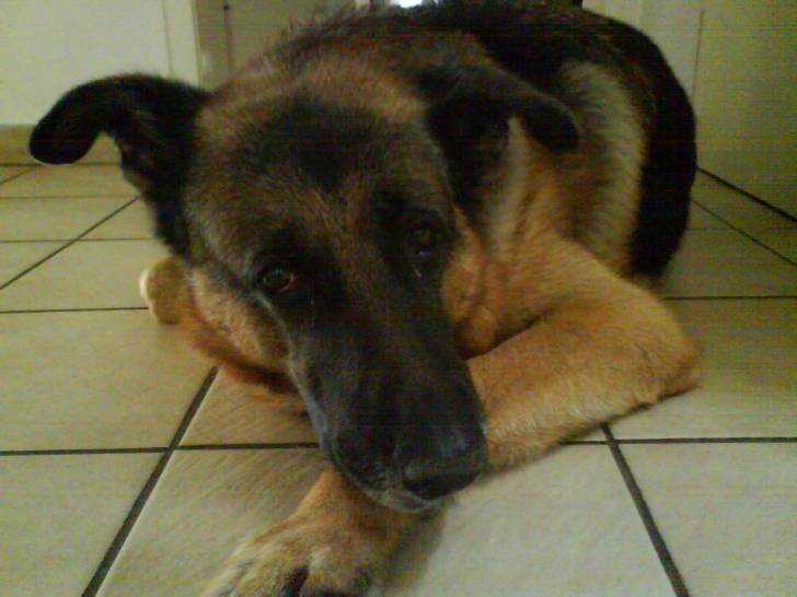 Enzo - Berger Allemand Mâle (9 ans)