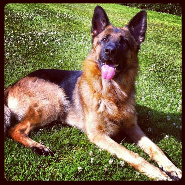 Jazzas - Berger Allemand Mâle (3 ans)
