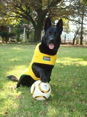 jetter - Berger Allemand Mâle (4 ans)