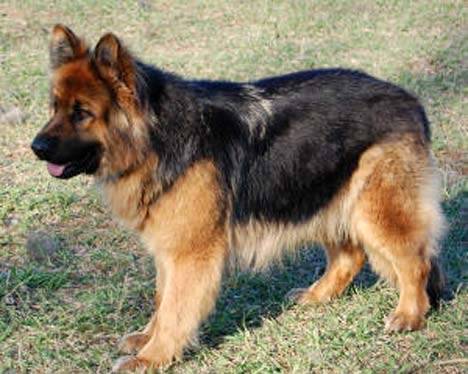 Dyson - Berger Allemand Mâle (5 ans)