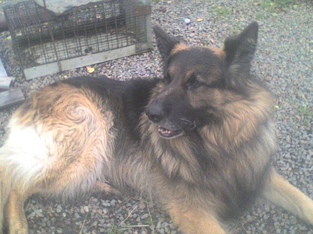 saxo - Berger Allemand Mâle (7 ans)